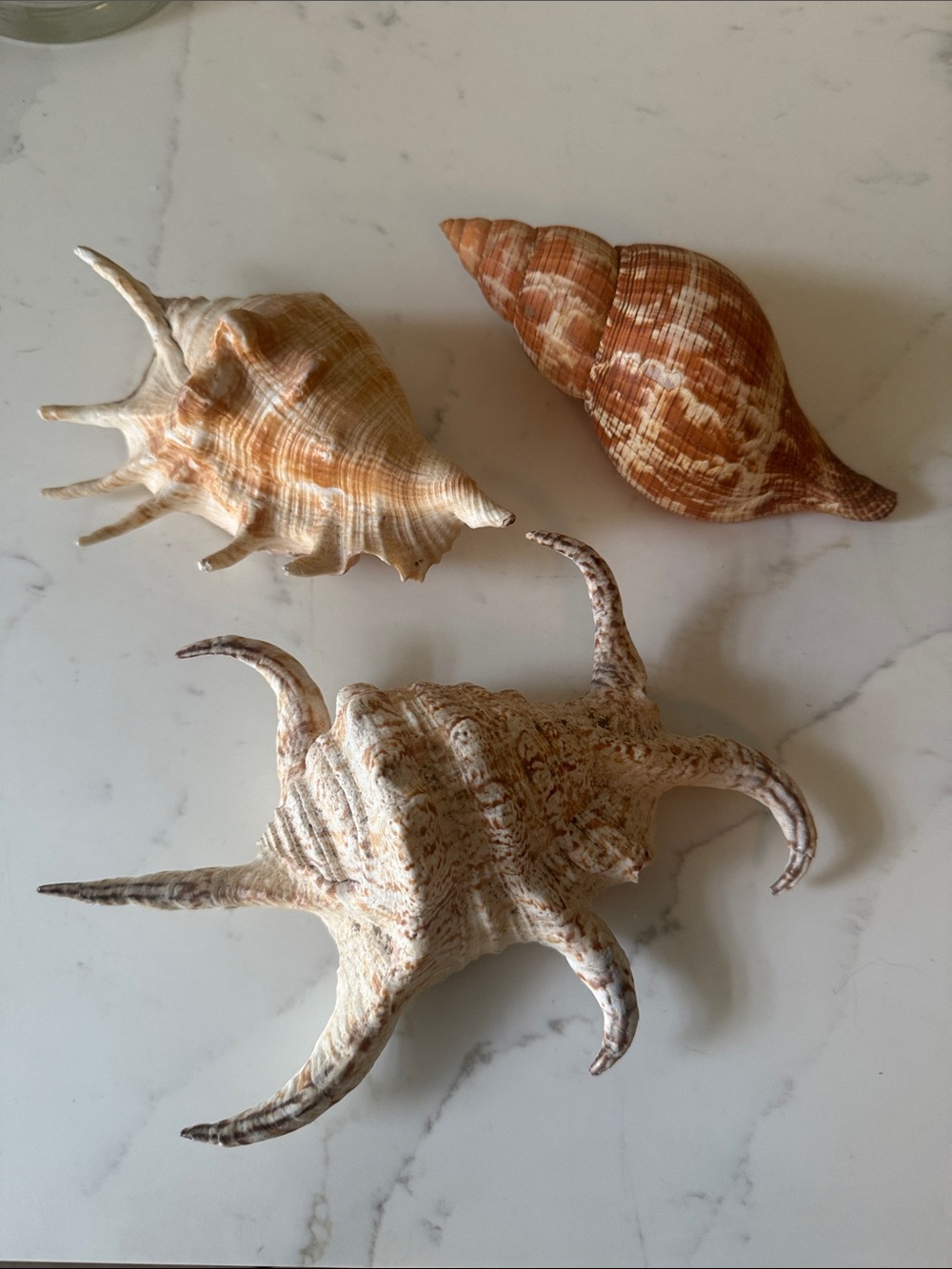 Natural Sea Shells Set of 3